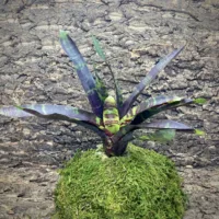 Neoregelia Voodini (No Variegation)