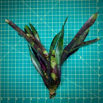 Neoregelia Voodini (No Variegation) size