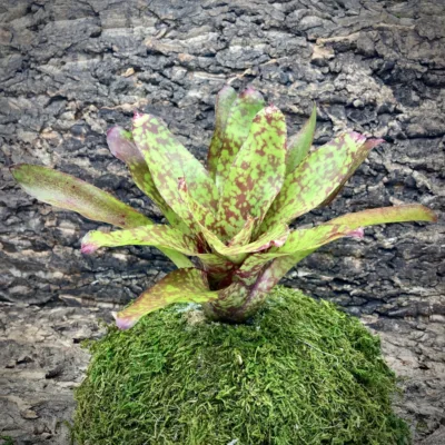 Neoregelia Winnie The Pooh
