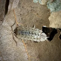 Porcellio haasi Light Form Isopods