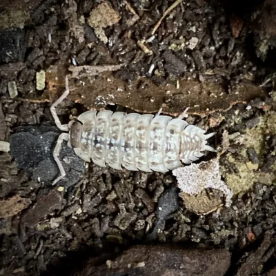 Porcellio haasi Light Isopod