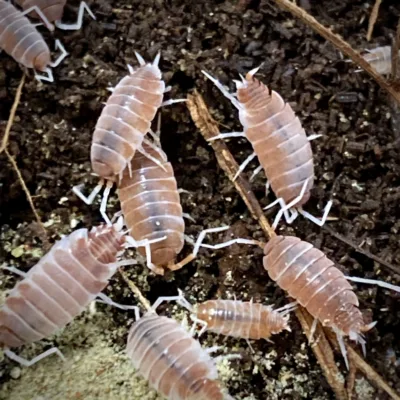 Porcellionides Pruinosus Creamsicle Isopods