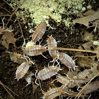 Porcellionides Pruinosus Creamsicle Isopods eating