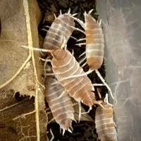 Porcellionides Pruinosus Creamsicle Isopods group
