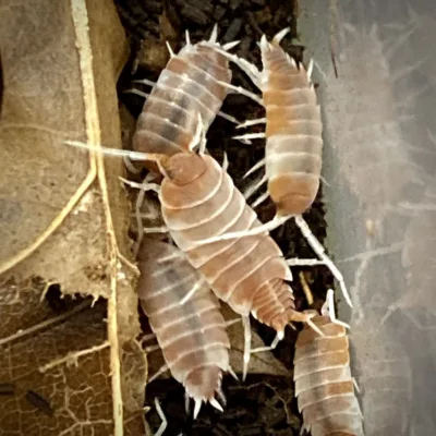 Porcellionides Pruinosus Creamsicle Isopods group