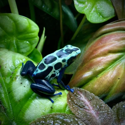 Tinctorius Green Sipaliwini