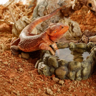 Exo Terra Medium Corner Pebble Water Dish for bearded dragon