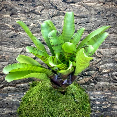 Medium Neoregelia Bromeliad Blushing Tiger x Chubby