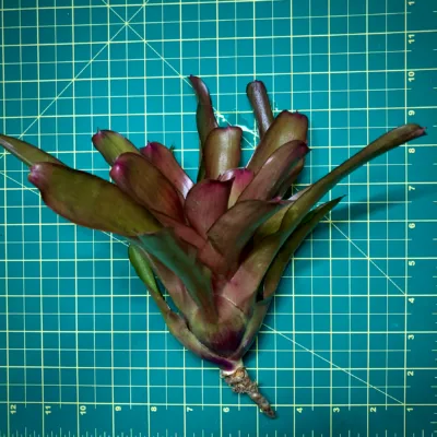 Medium Neoregelia Bromeliad Cup of Magic Paint x Fireball size