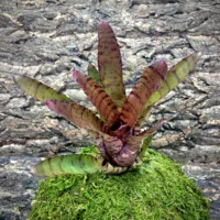 Medium Neoregelia Bromeliad Ed Prince