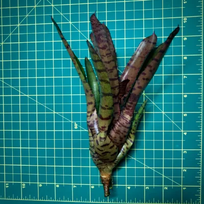 Medium Neoregelia Bromeliad Ed Prince size