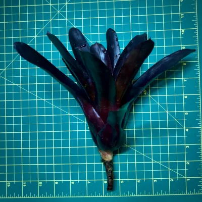 Medium Neoregelia Bromeliad Elwood size