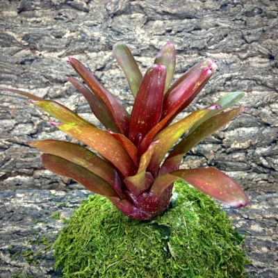 Medium Neoregelia Bromeliad Fire Jewel