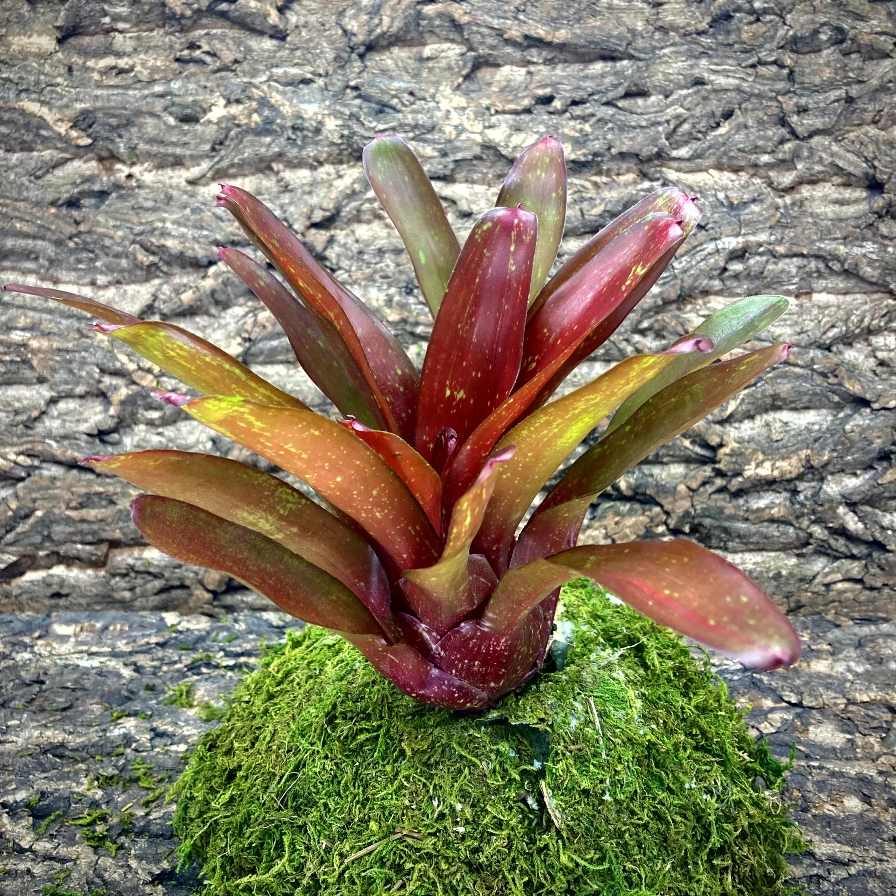 Medium Neoregelia Bromeliad Fire Jewel