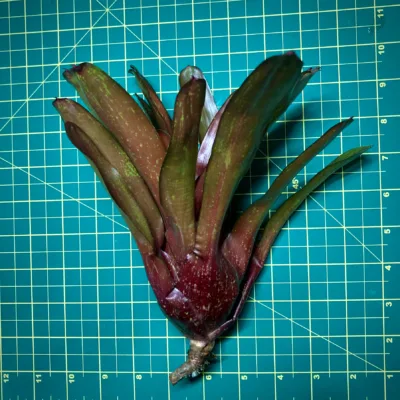 Medium Neoregelia Bromeliad Fire Jewel size