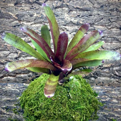 Medium Neoregelia Bromeliad Fireball x Blueberry Tart