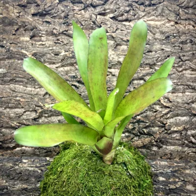 Medium Neoregelia Bromeliad Fluminensis x Olens