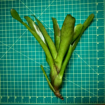 Medium Neoregelia Bromeliad Fluminensis x Olens size