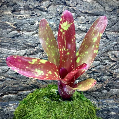 Medium Neoregelia Bromeliad Gespacho