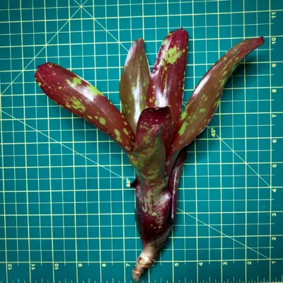 Medium Neoregelia Bromeliad Gespacho size