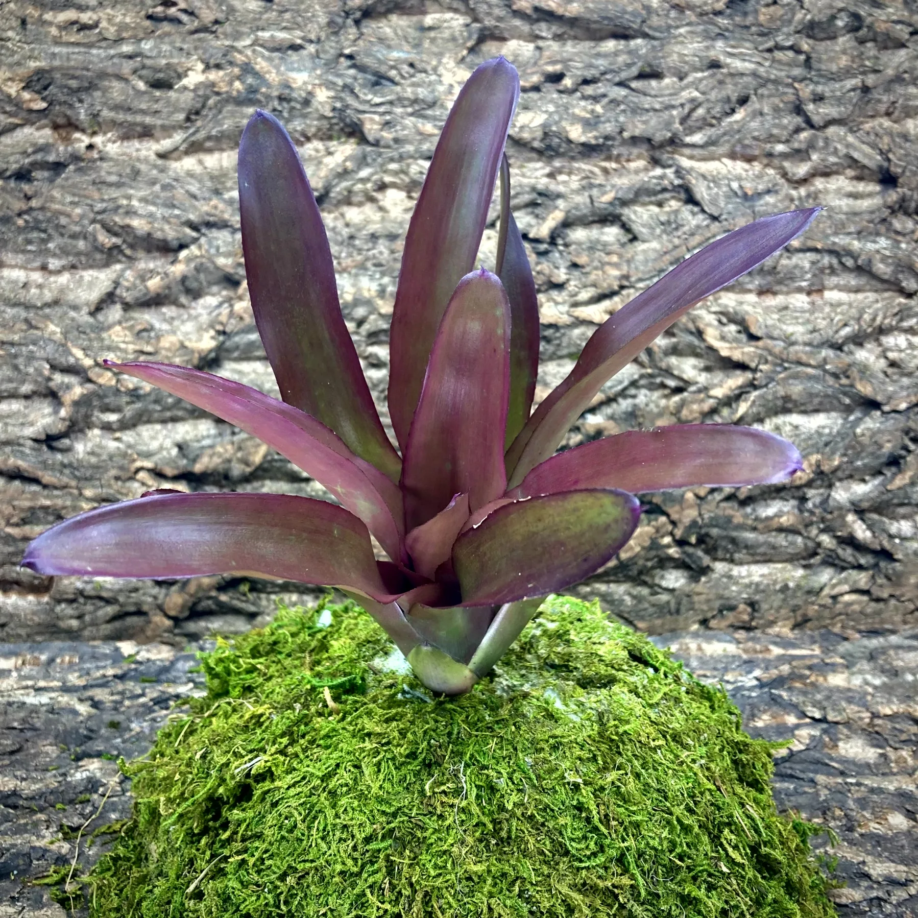 Medium Neoregelia Bromeliad Grenada