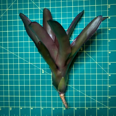 Medium Neoregelia Bromeliad Grenata size