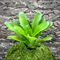 Medium Neoregelia Bromeliad Hopscotch (No Variegation)