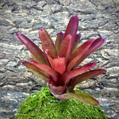 Medium Neoregelia Bromeliad Hot Stuff