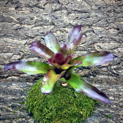 Medium Neoregelia Bromeliad June Night