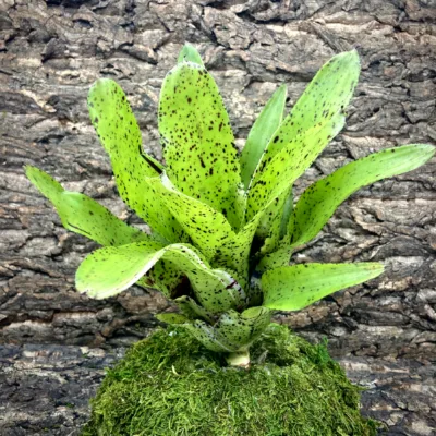 Medium Neoregelia Bromeliad Kama-Kaze x Pauciflora (No Variegation)