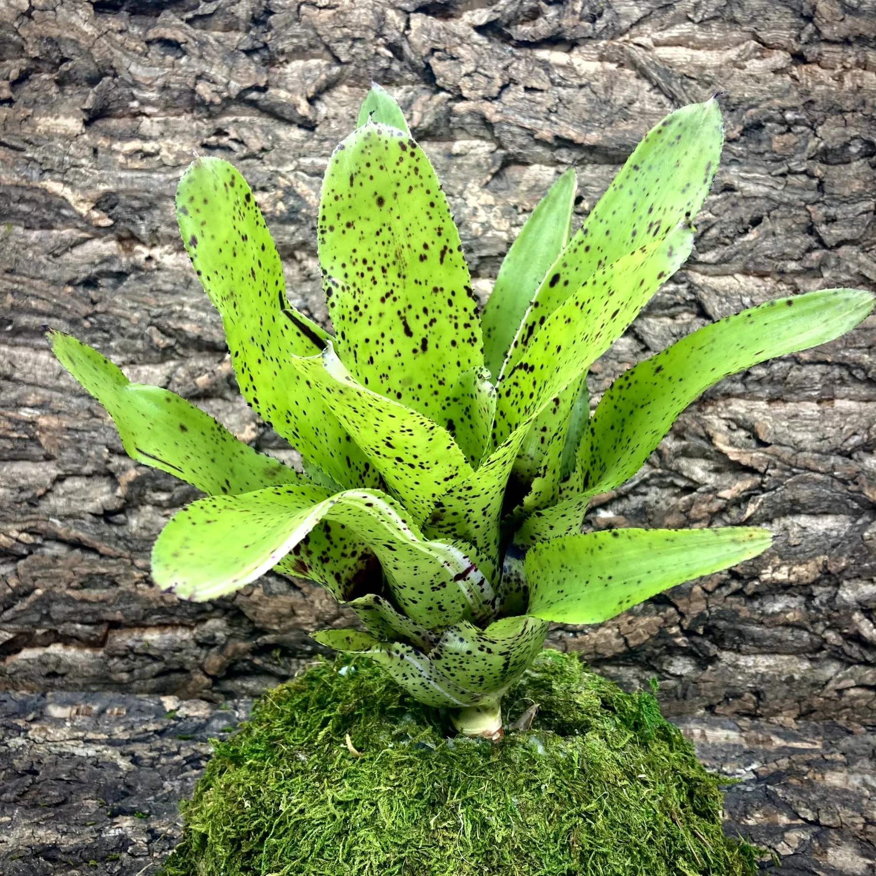 Medium Neoregelia Bromeliad Kama-Kaze x Pauciflora (No Variegation)