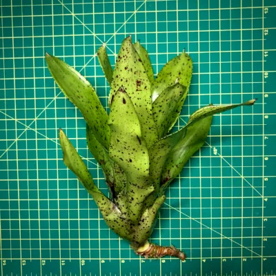 Medium Neoregelia Bromeliad Kama-Kaze x Pauciflora (No Variegation) size