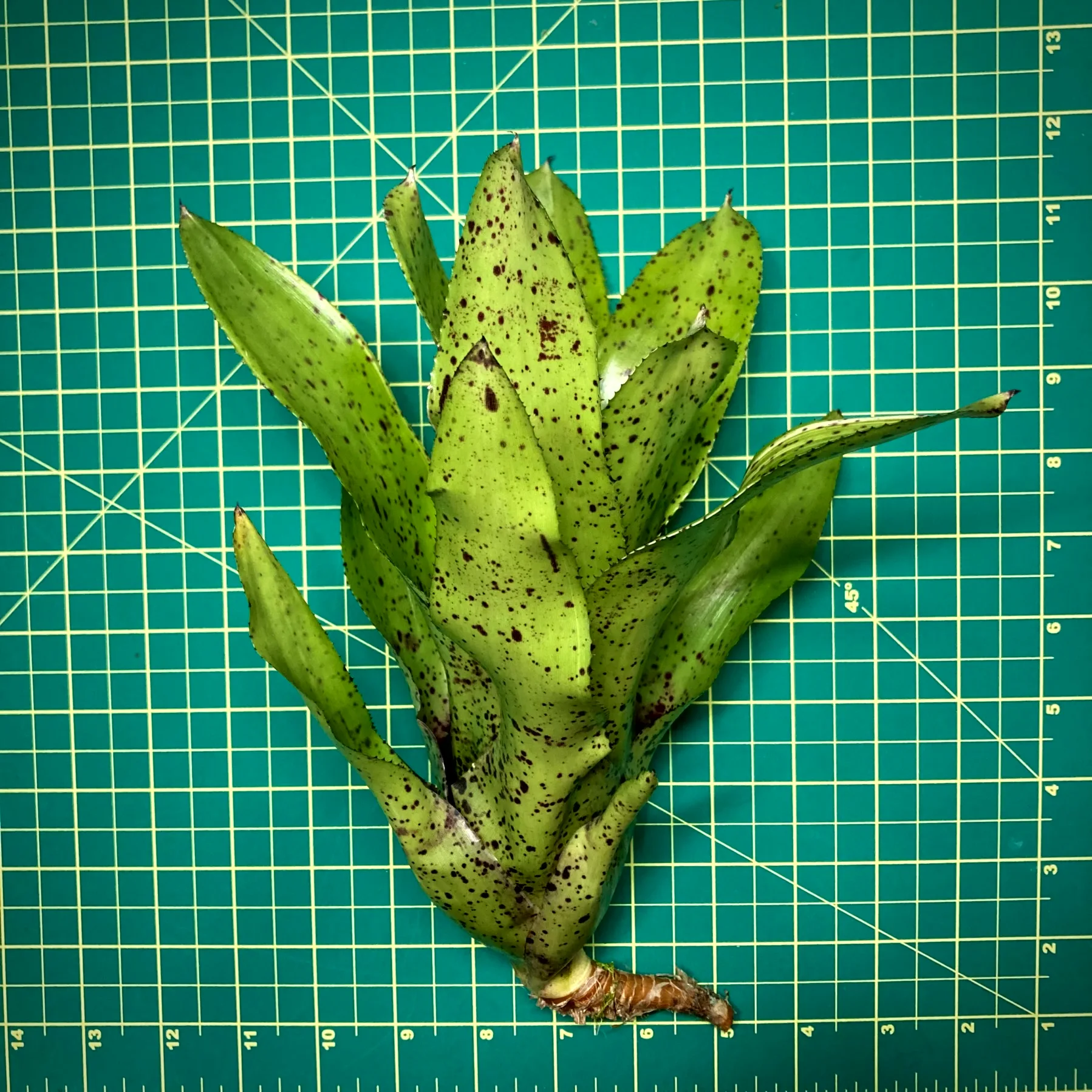 Medium Neoregelia Bromeliad Kama-Kaze x Pauciflora (No Variegation) size