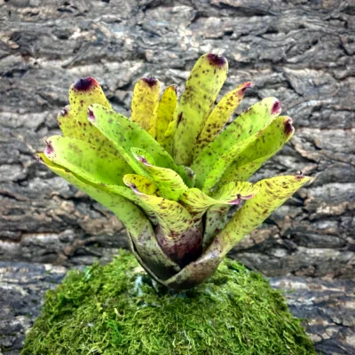 Medium Neoregelia Bromeliad Kiko x Chubby