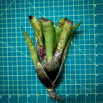 Medium Neoregelia Bromeliad Kiko x Chubby size