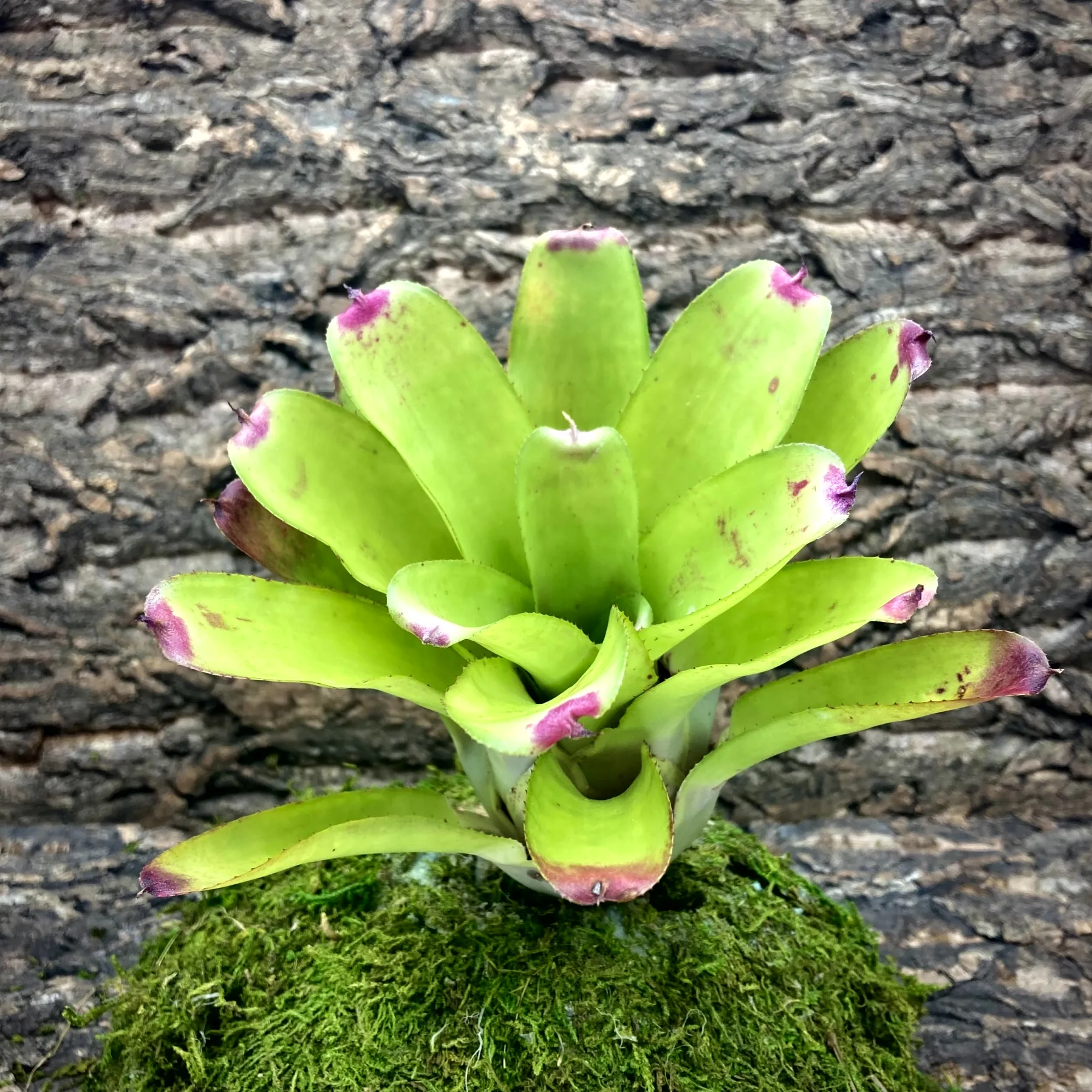 Medium Neoregelia Bromeliad Lipstick Opal