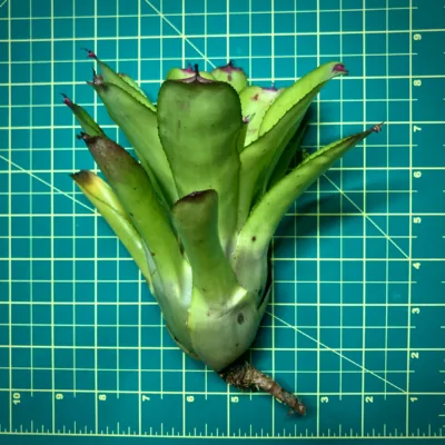 Medium Neoregelia Bromeliad Lipstick Opal size