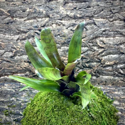 Medium Neoregelia Bromeliad Obsidian Ice
