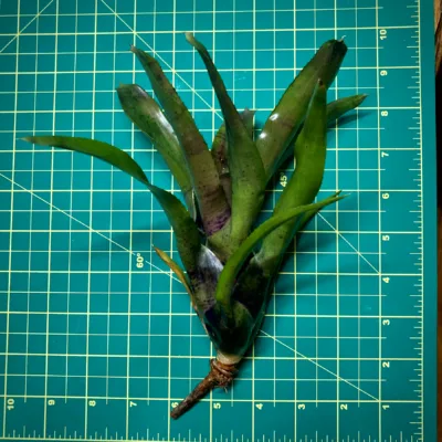 Medium Neoregelia Bromeliad Obsidian Ice size