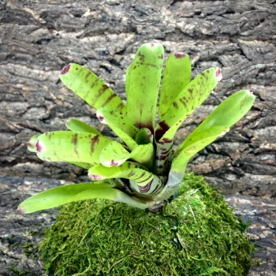 Medium Neoregelia Bromeliad Opal Leopard