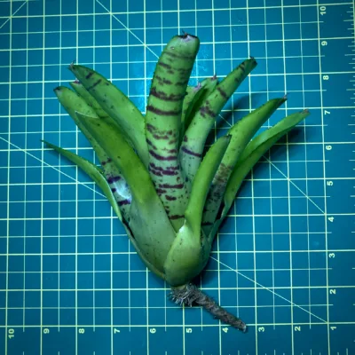 Medium Neoregelia Bromeliad Opal Leopard size