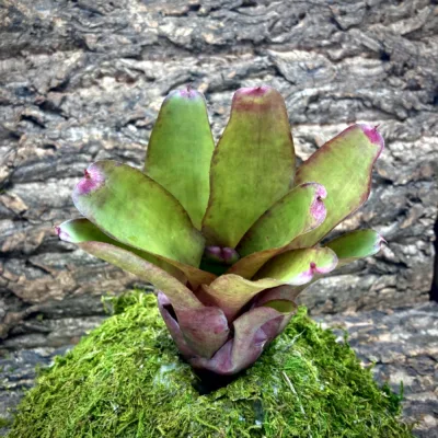 Medium Neoregelia Bromeliad Painted Lady x Smithii