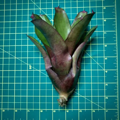 Medium Neoregelia Bromeliad Painted Lady x Smithii size