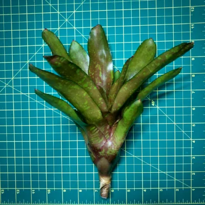Medium Neoregelia Bromeliad Piglet size