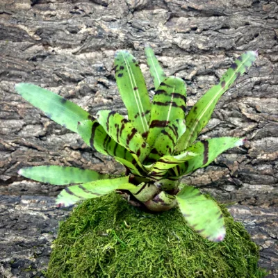 Medium Neoregelia Bromeliad Punctatissima x Spines