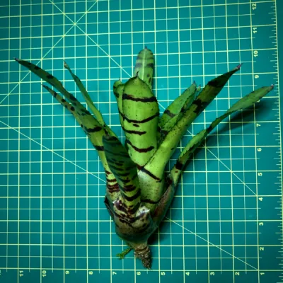 Medium Neoregelia Bromeliad Punctatissima x Spines size