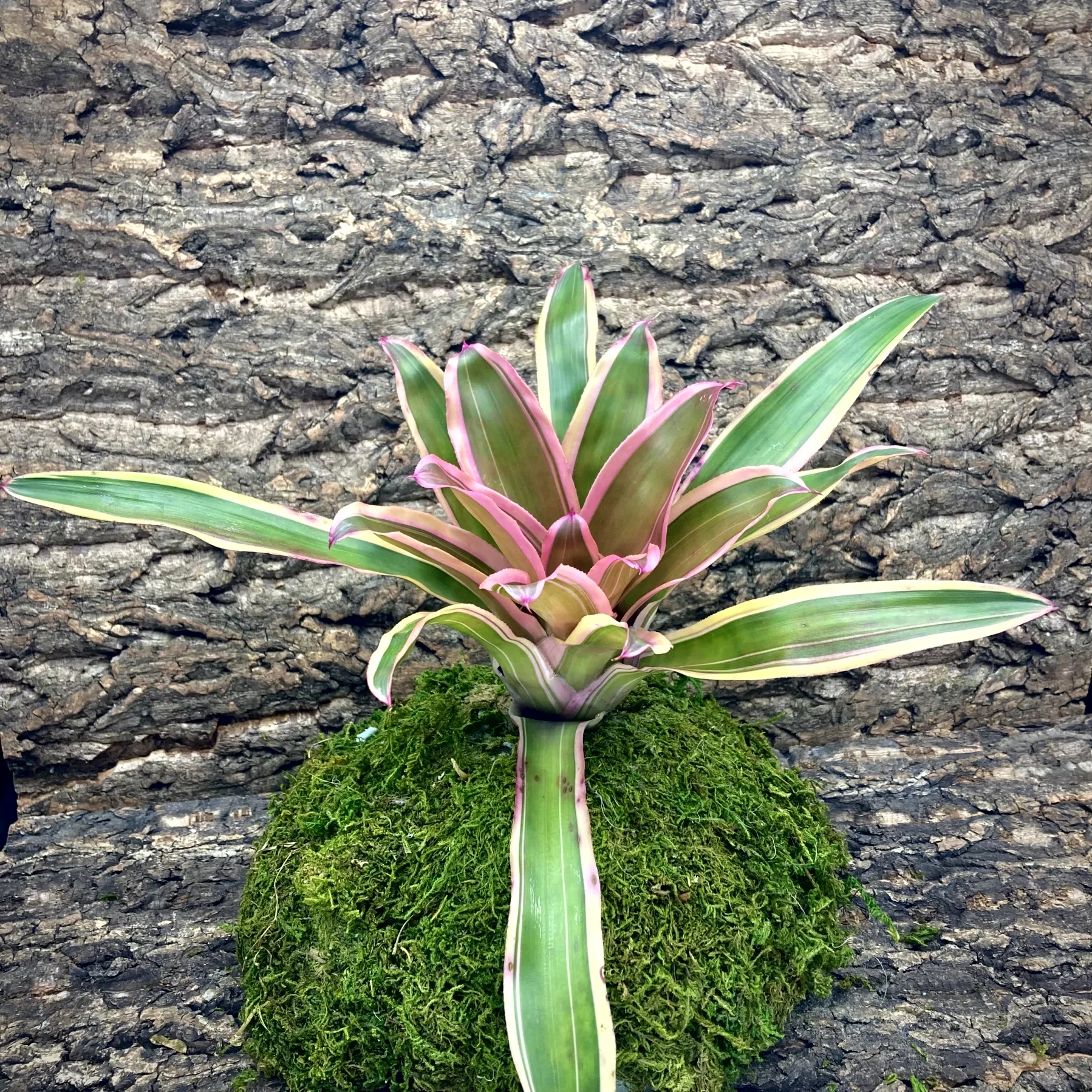 Medium Neoregelia Bromeliad Raphael