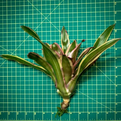Medium Neoregelia Bromeliad Raphael size