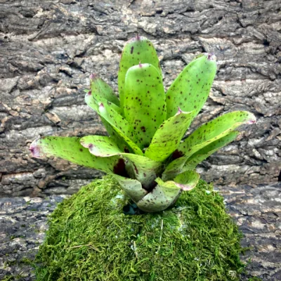 Medium Neoregelia Bromeliad Small Fry x Kiko