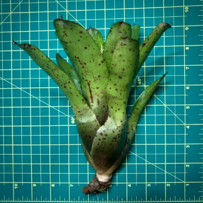 Medium Neoregelia Bromeliad Small Fry x Kiko size